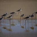 Image of White-backed Stilt