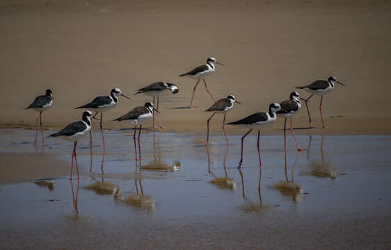 Image of White-backed Stilt