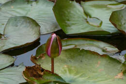 Image of sacred lotus