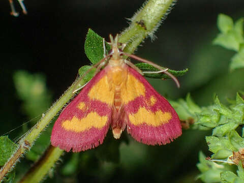 Image of Southern Purple Mint Moth