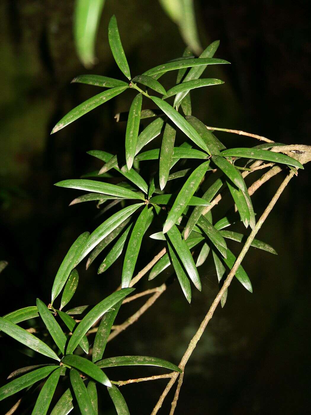 Image of Broad-leaved Yellowwood