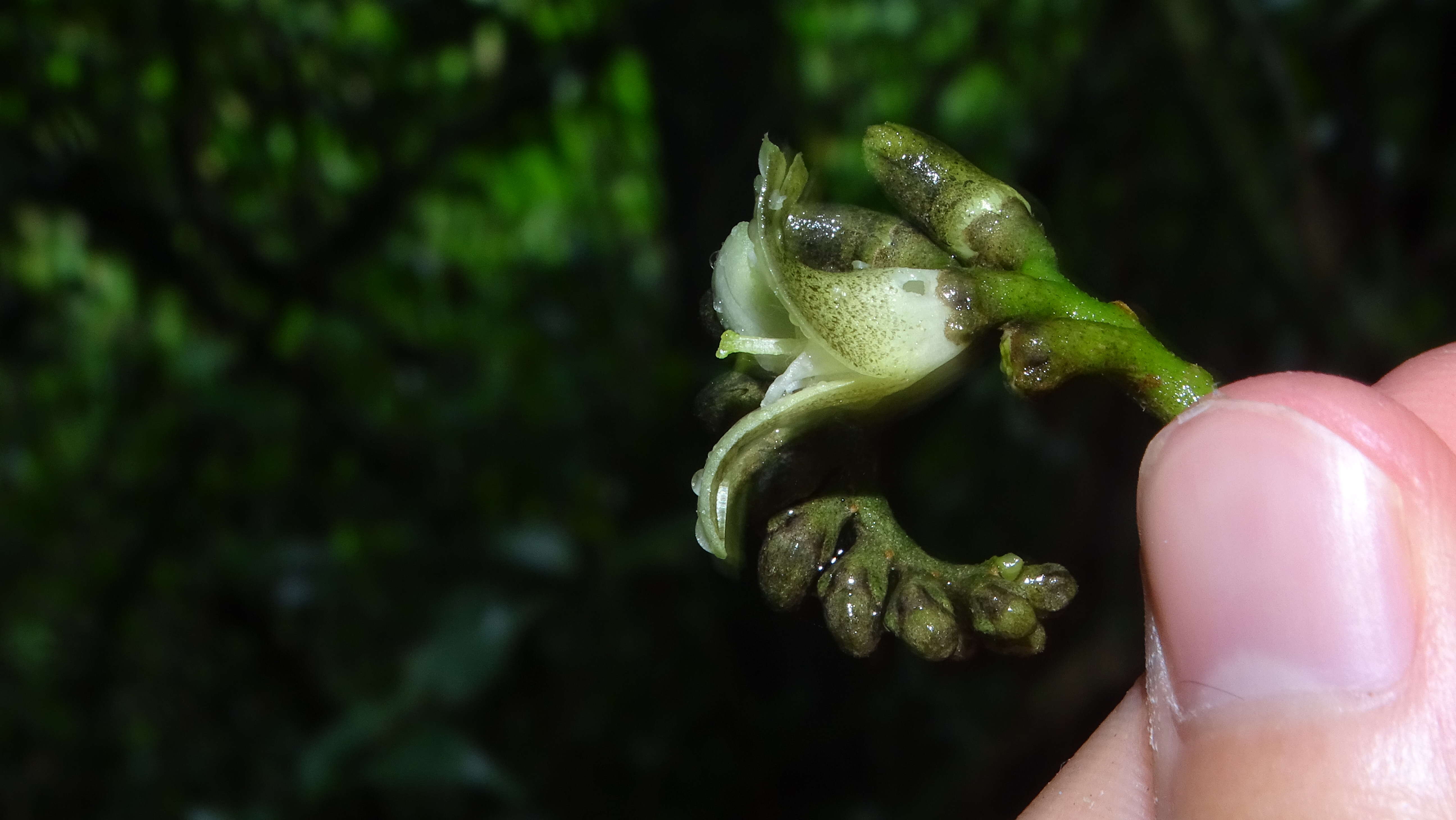 Image of Raputia aromatica Aubl.