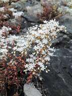 Image of White Stonecrop