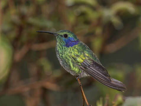 Image of Lesser Violetear