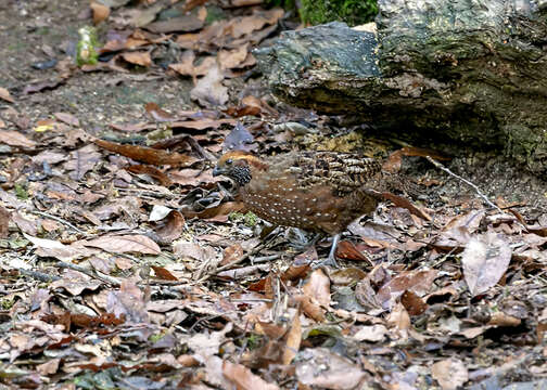 Imagem de Odontophorus guttatus (Gould 1838)