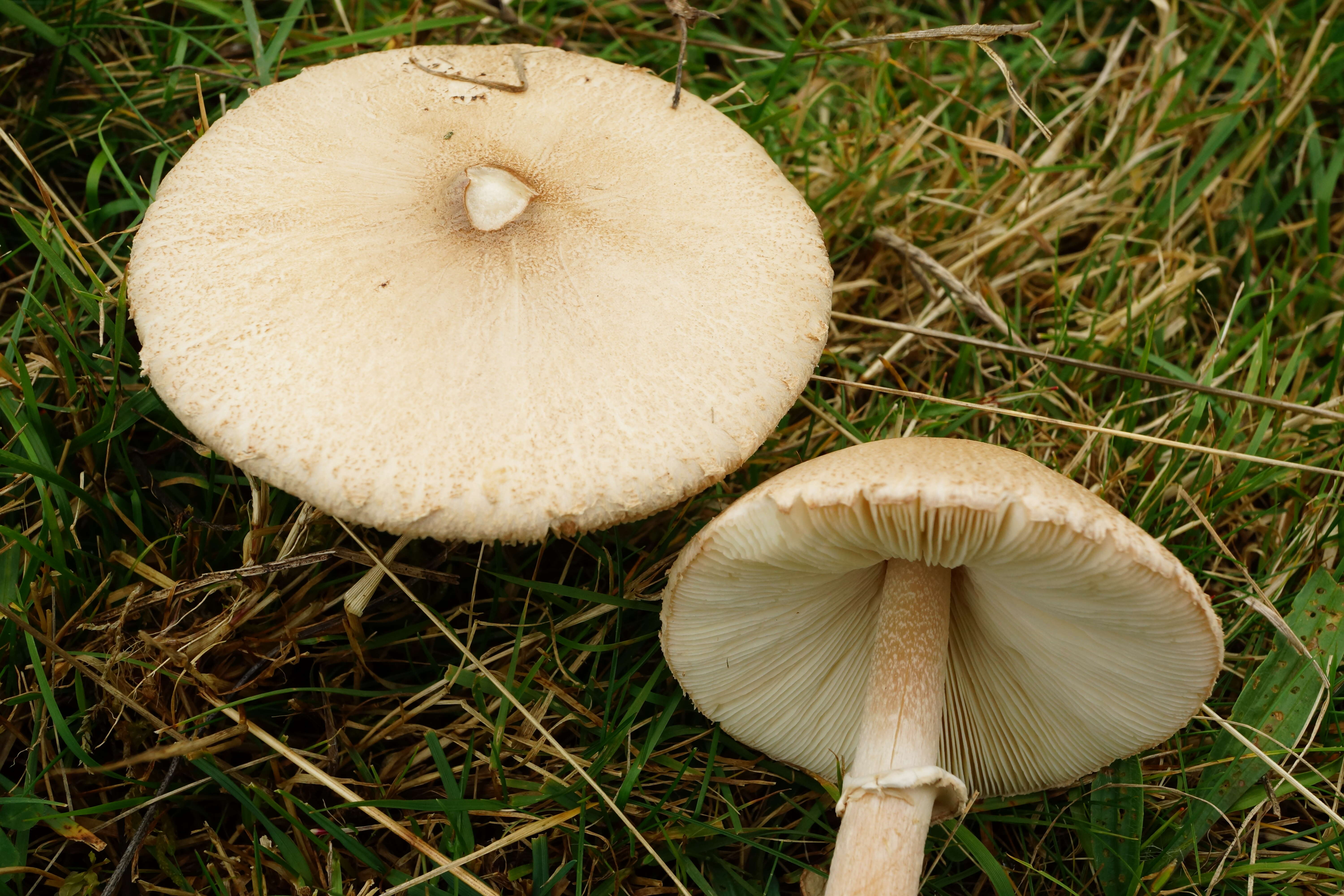 Image of Macrolepiota excoriata (Schaeff.) Wasser 1978