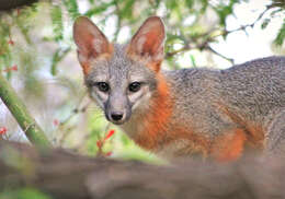 Image of Grey Foxes