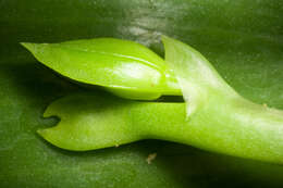 Image of Phalaenopsis bellina (Rchb. fil.) Christenson