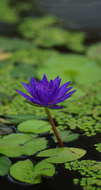 Image of Cape Blue Water-Lily