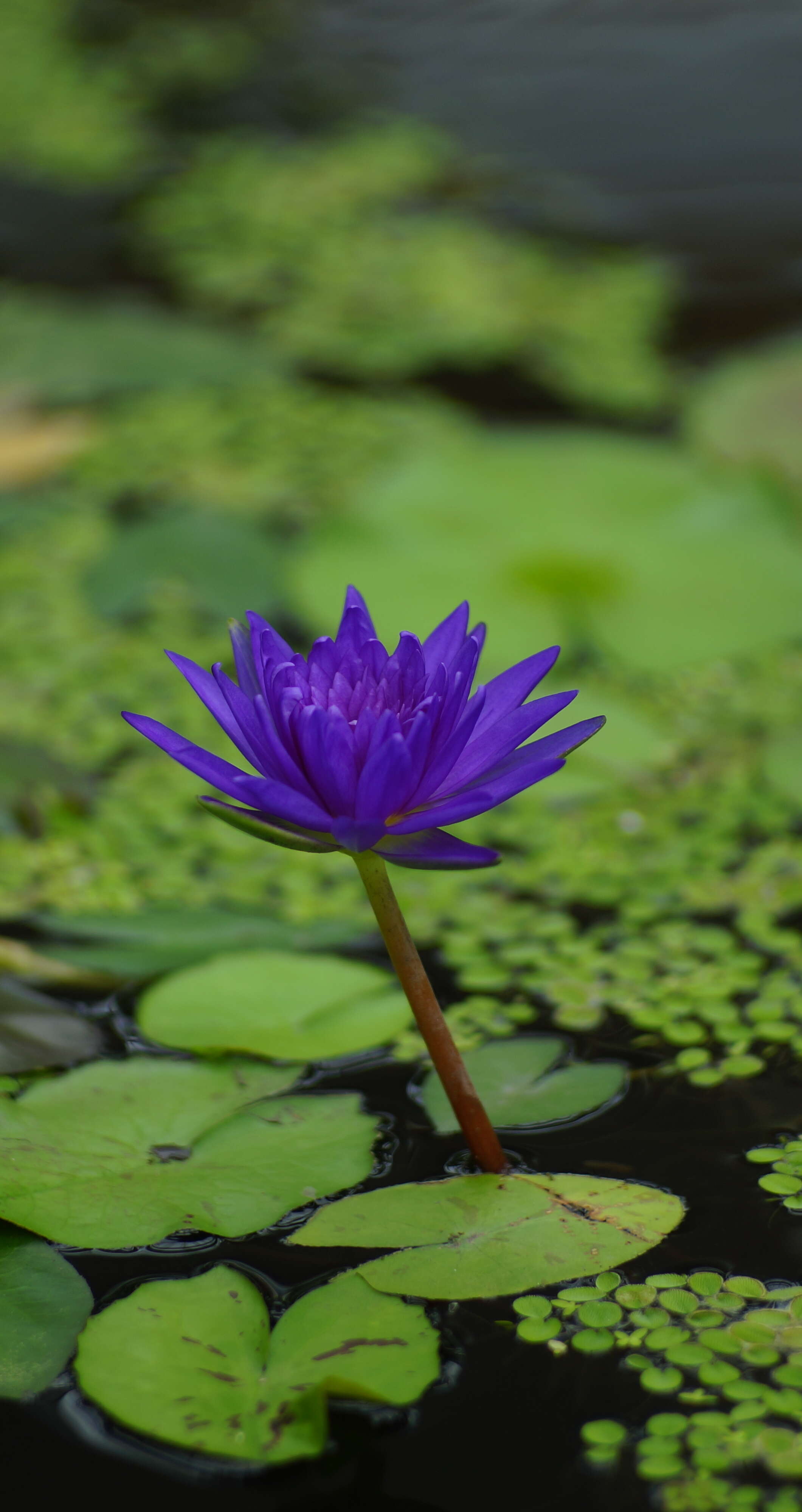 Image of Cape Blue Water-Lily