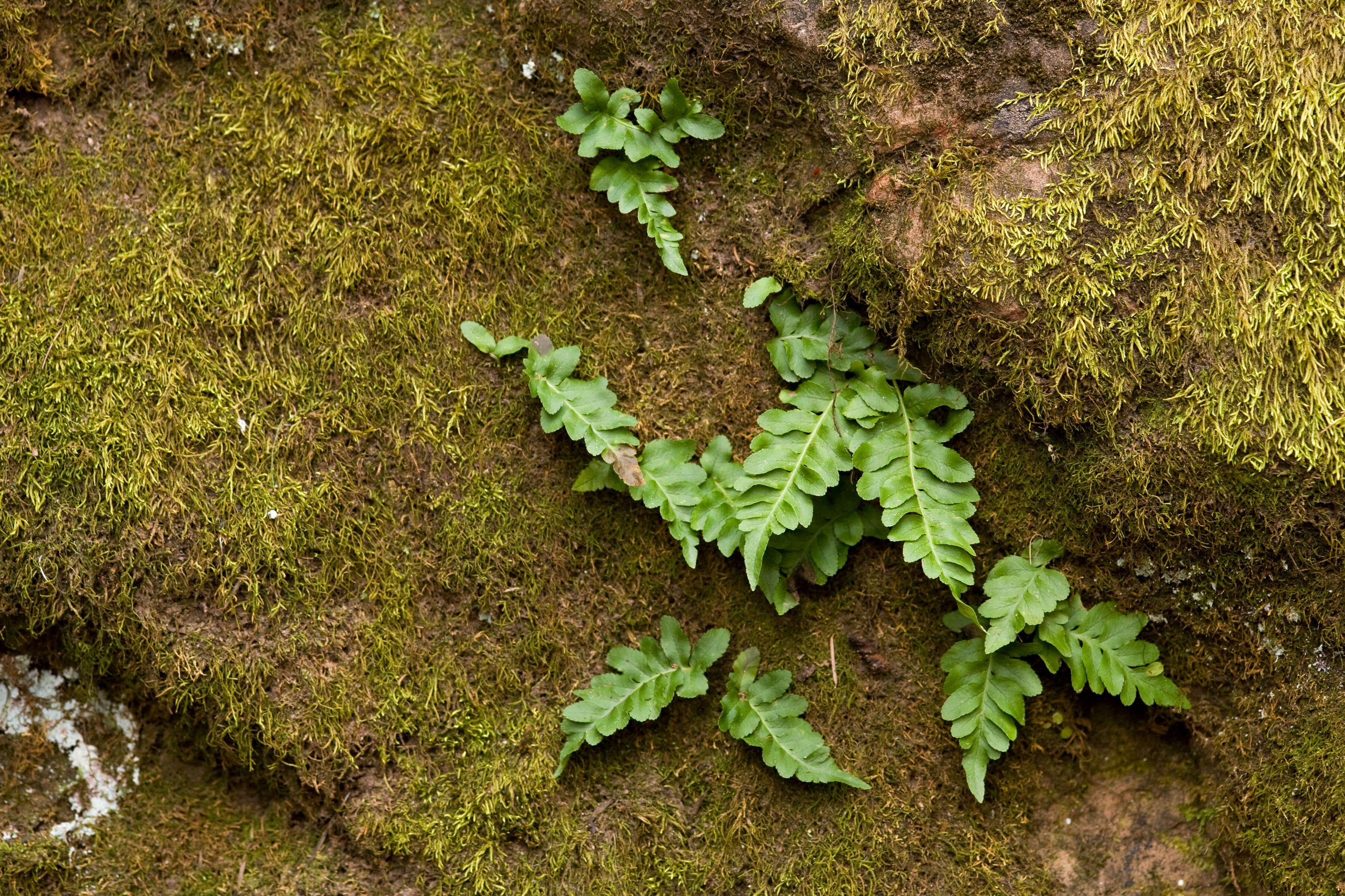 Image of polypody