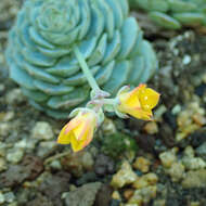 Image of Echeveria derenbergii J. A. Purpus