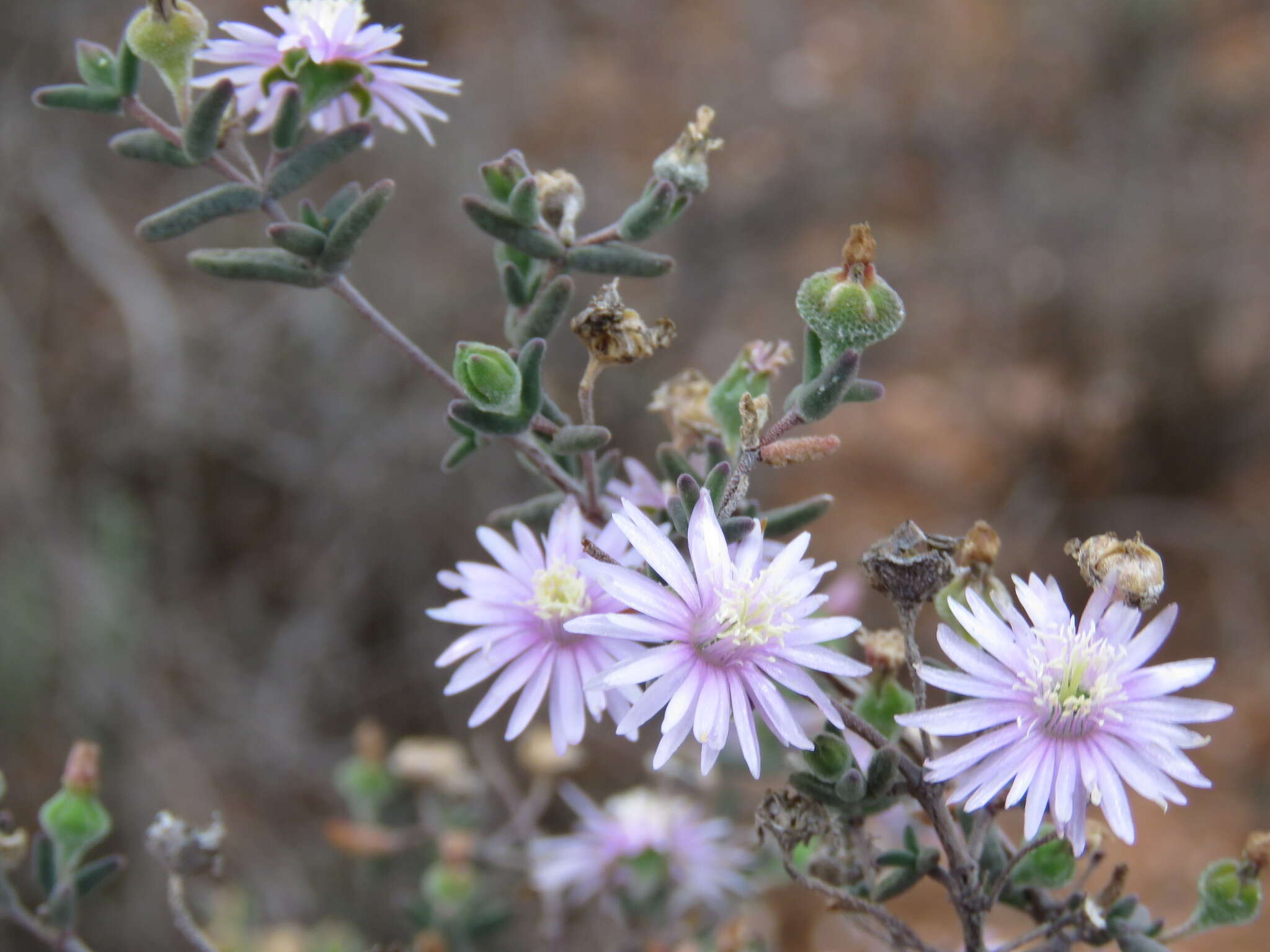 Imagem de Drosanthemum