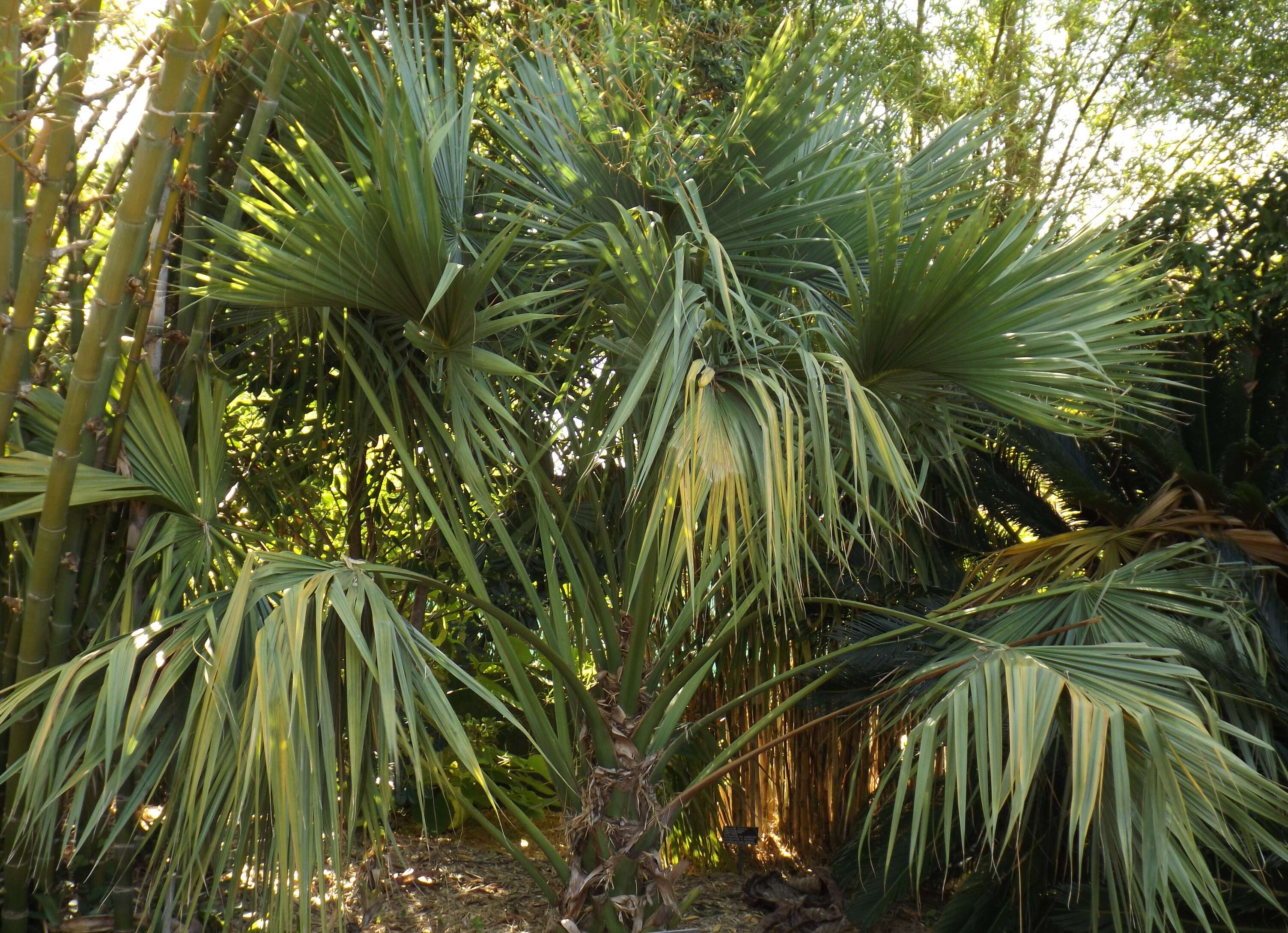 Image of Sabal rosei (O. F. Cook) Becc.