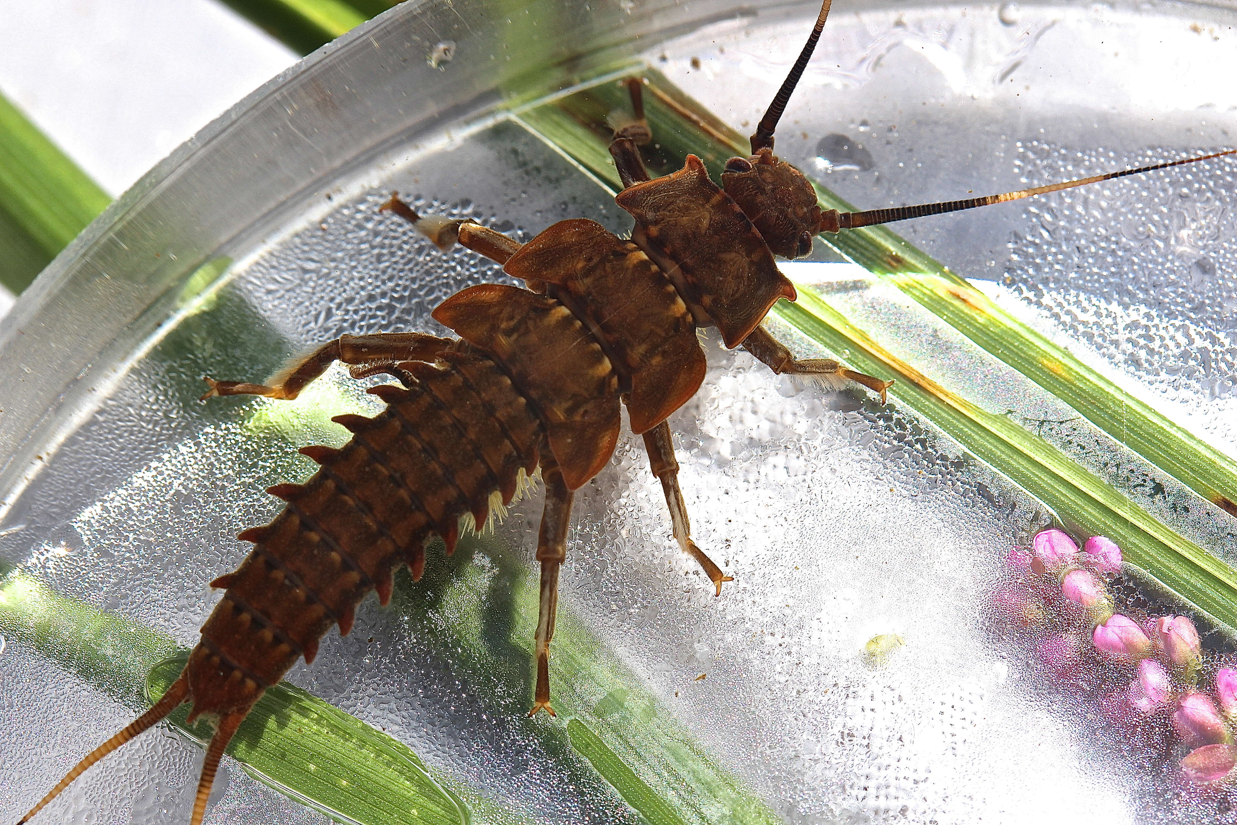 Image of Knobbed Salmonfly