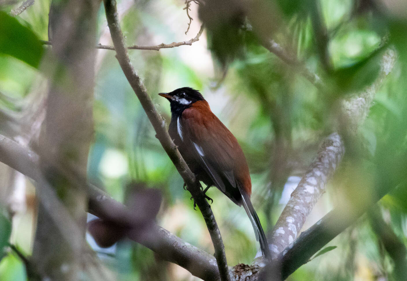 Image of White-eared Solitaire