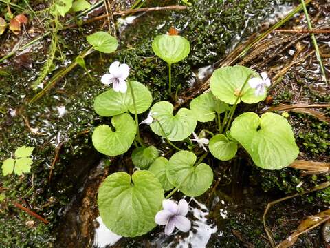 Plancia ëd Viola palustris L.