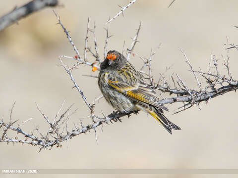 Image of Fire-fronted Serin