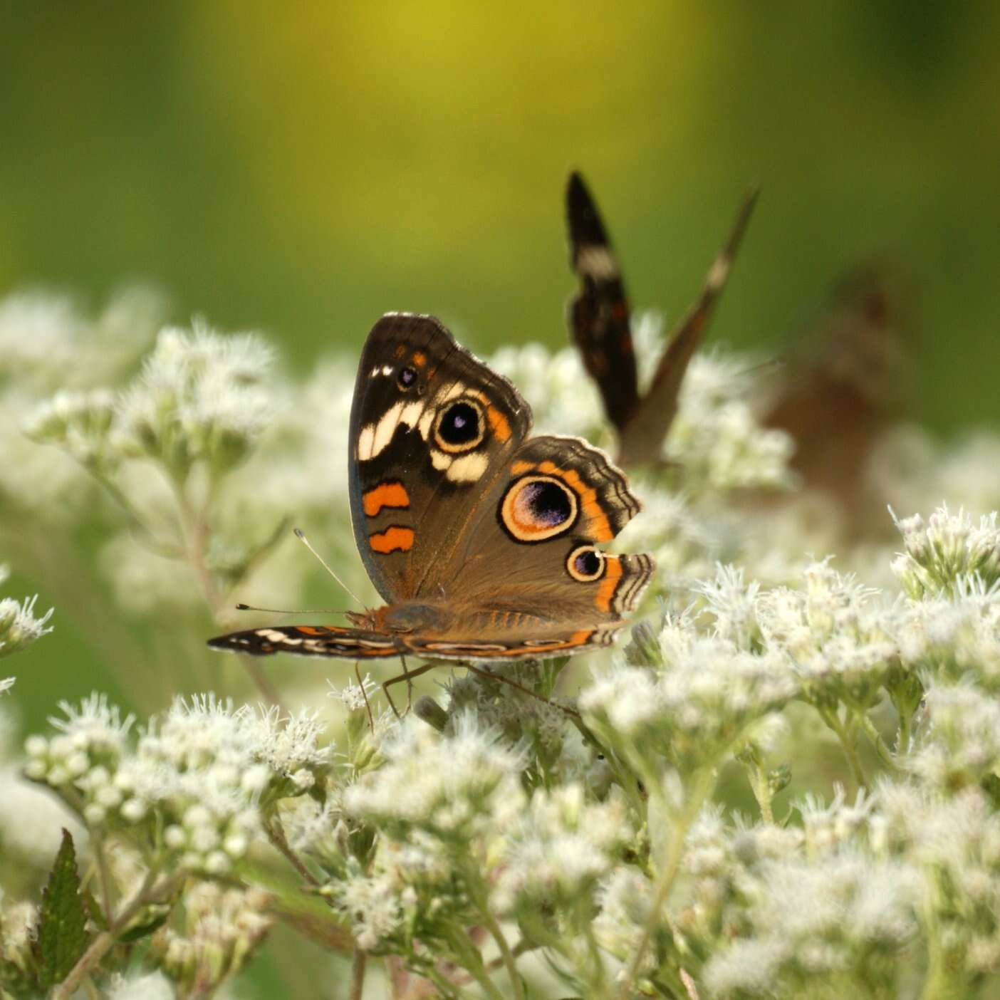 Image of Common buckeye