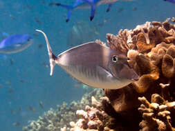 Image of Humpback Unicornfish