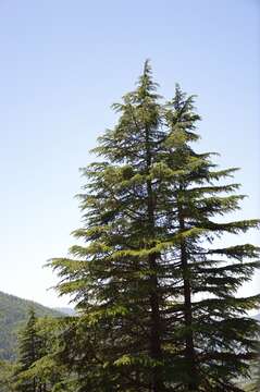 Image of Deodar cedar