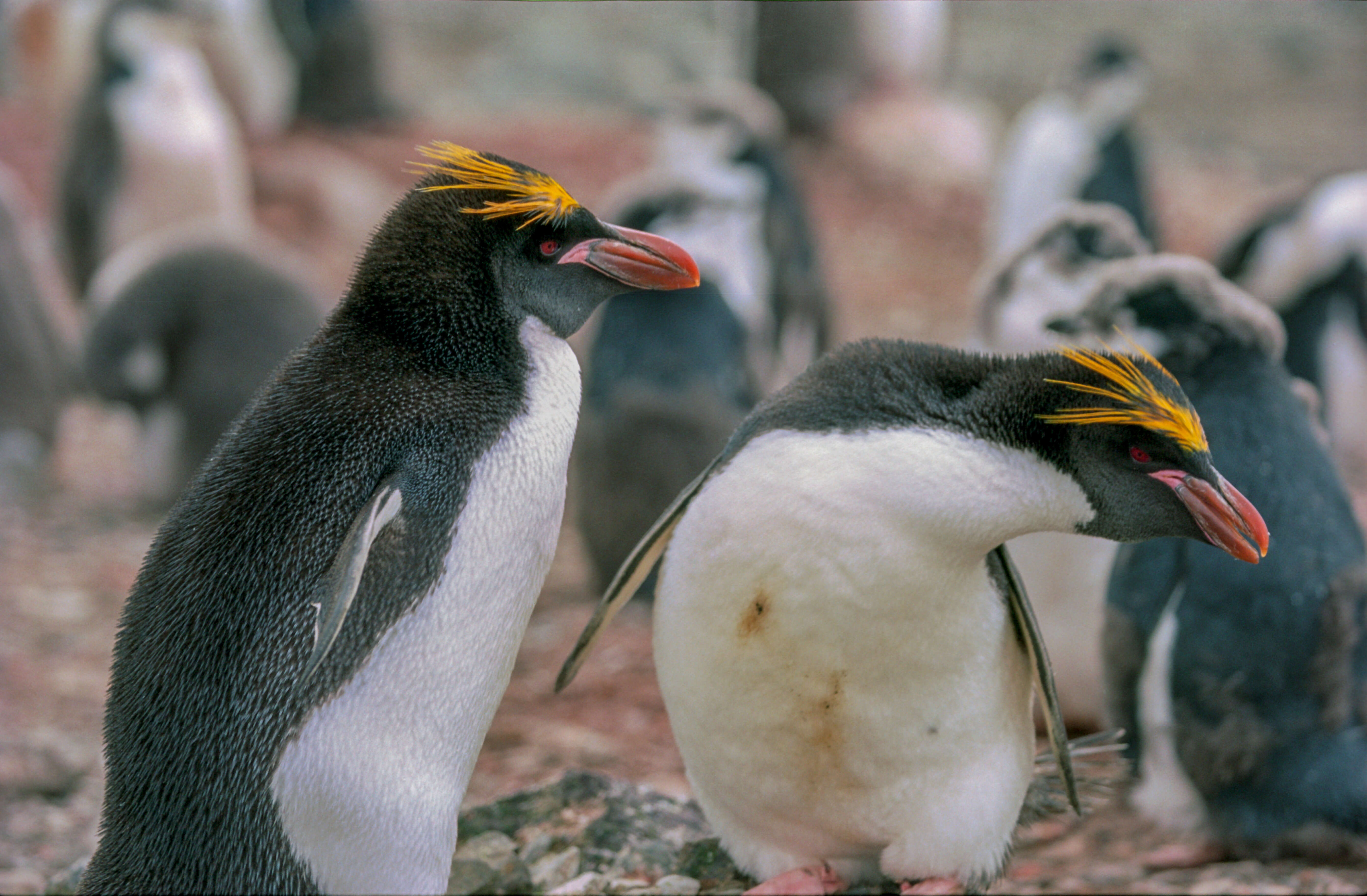 Image of Macaroni Penguin