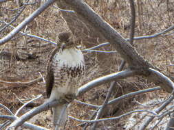 Image of Red-tailed Hawk