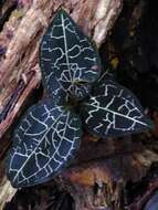 Image of Marbled jewel orchids