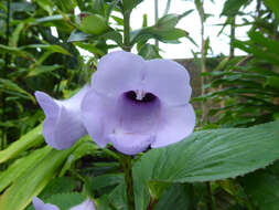 Image of Canterbury bells