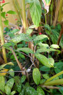 Image of gold dust dracaena