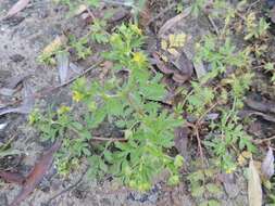 Image of Bushy Cinquefoil