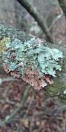 Image of Hammered shield lichen