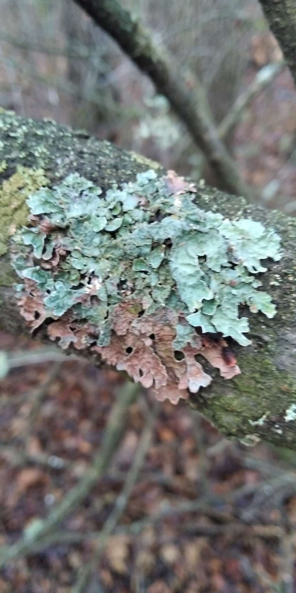 Image of Hammered shield lichen