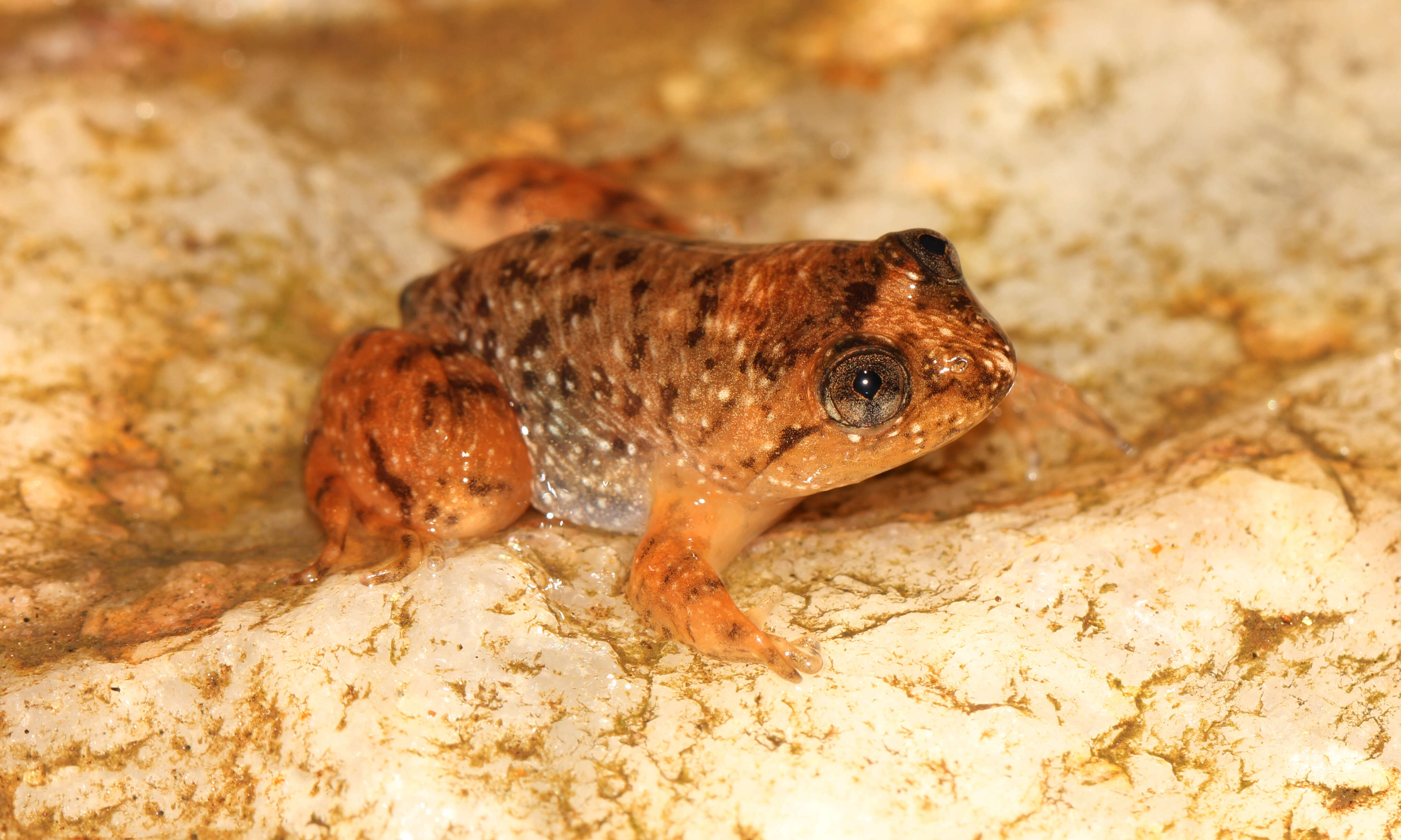 Image of Dumbara Corrugated Frog