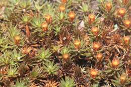 Image of Polytrichum moss