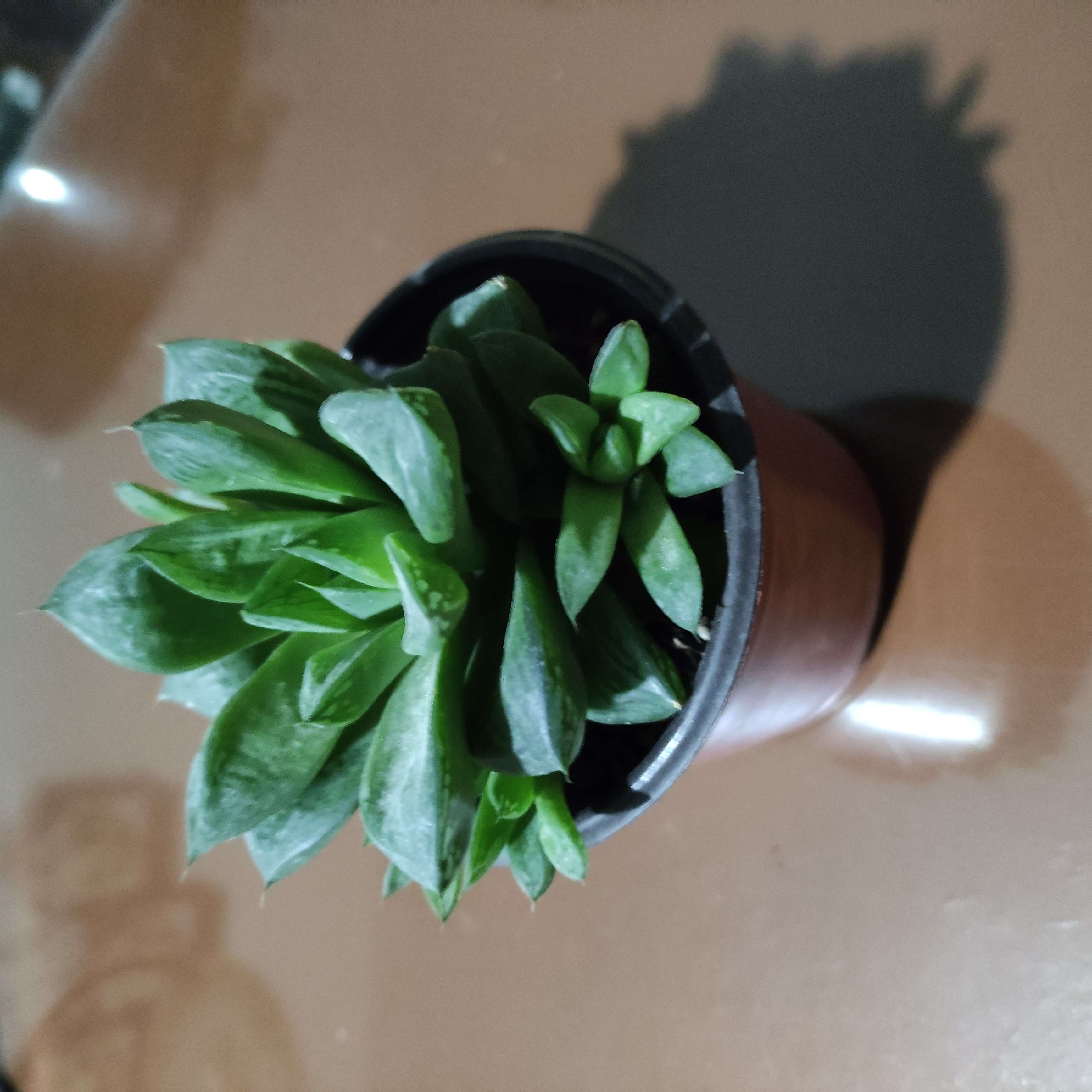 Haworthia resmi