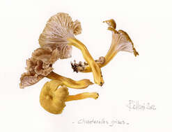 Image of Funnel Chanterelle