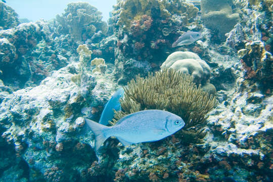 Image of Bermuda chub