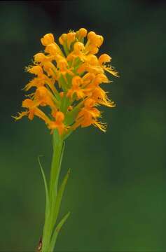 Image of Crested Yellow Orchid