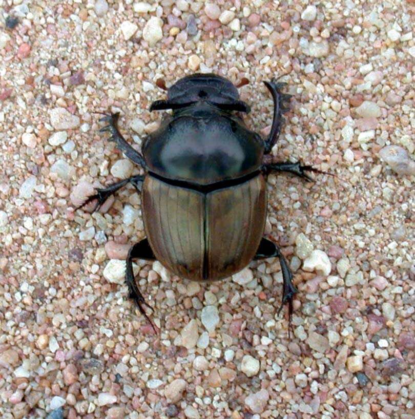 Image of Digitonthophagus bonasus (Fabricius 1775)