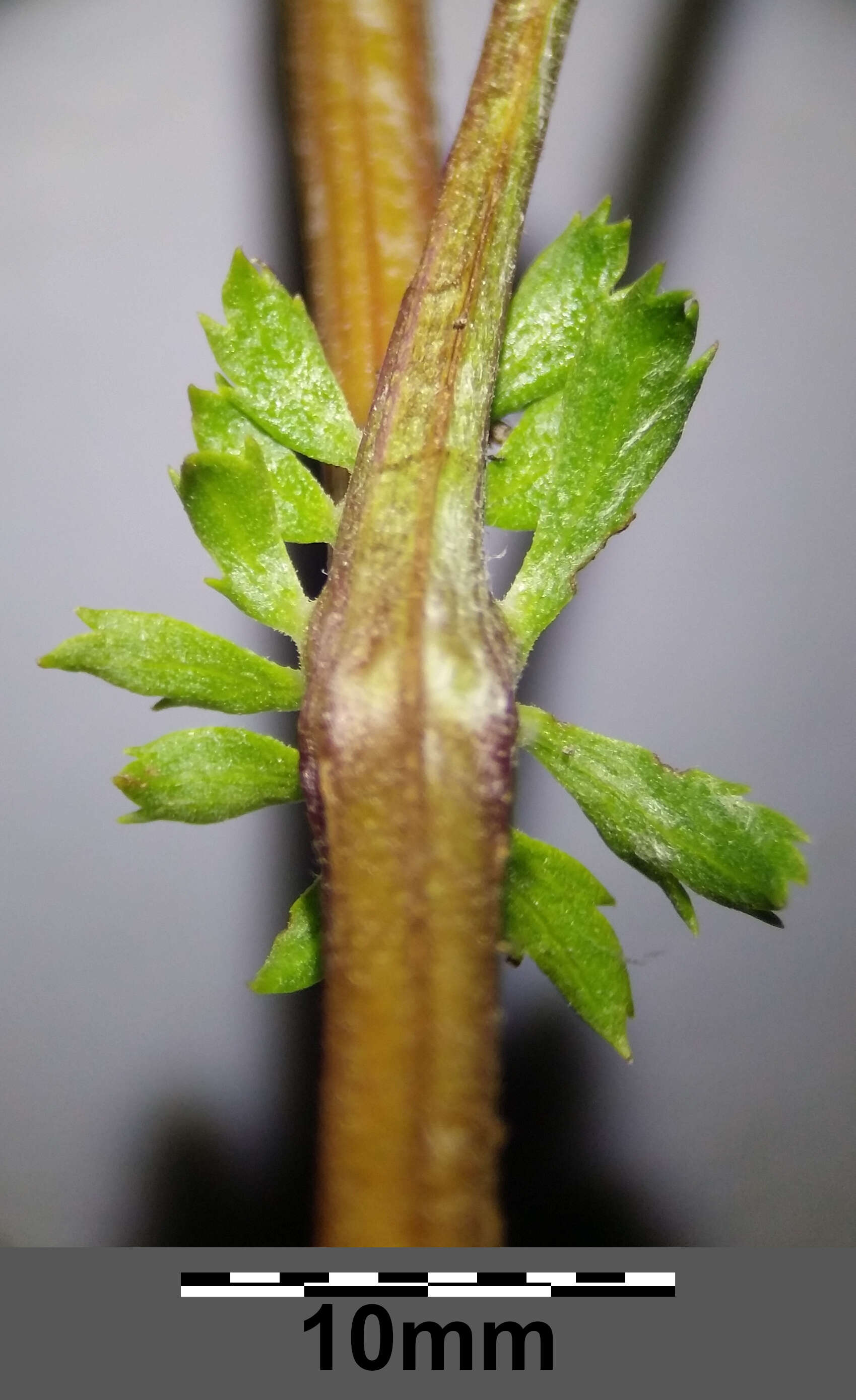 Image of common tansy