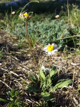 Image of Bellis sylvestris Cyr.