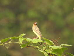 Image of Brown-headed Bunting