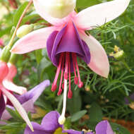 Image of Fuchsia