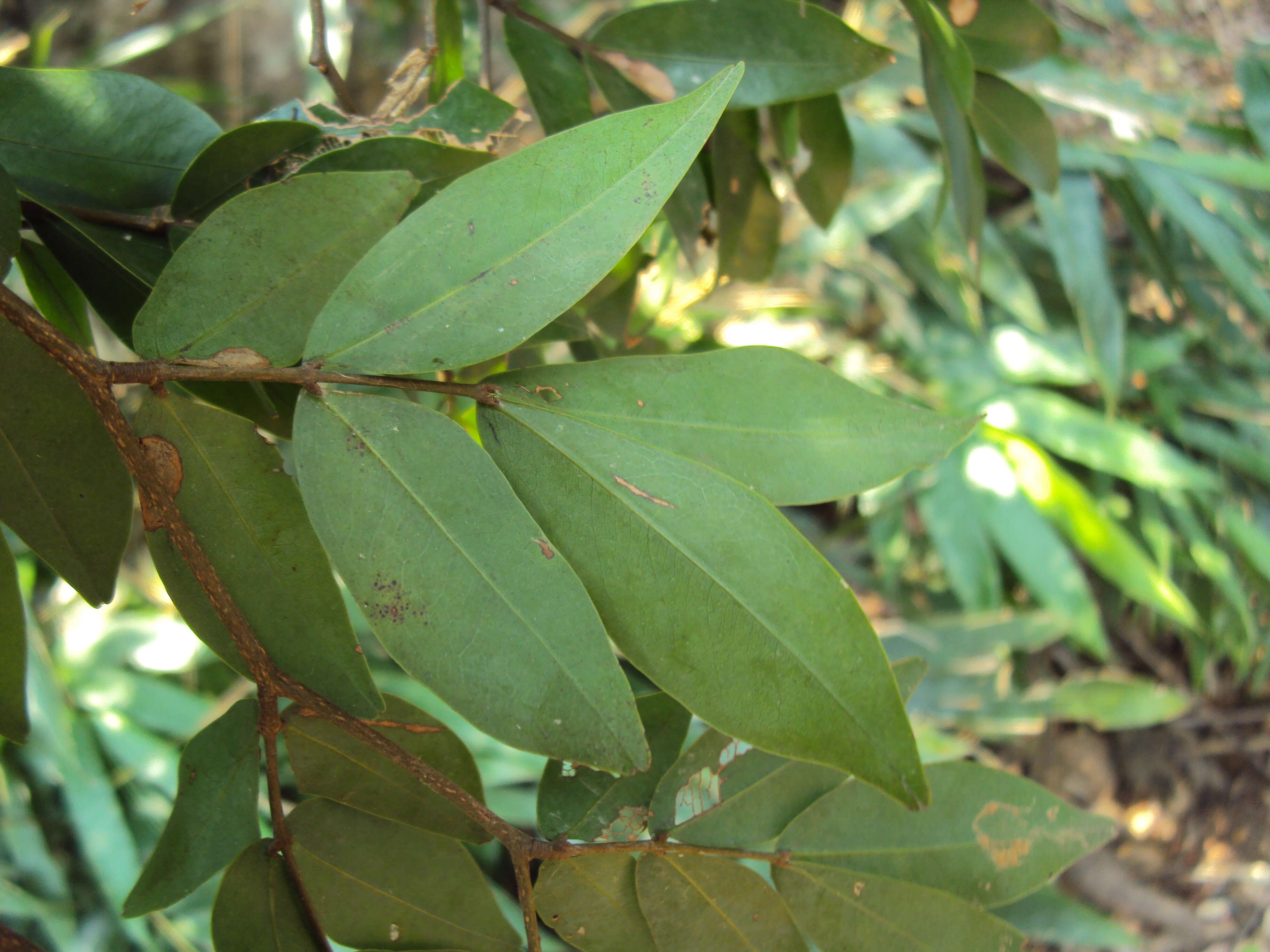 Image of Cynometra beddomei Prain