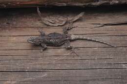 Image of Duges' Spiny Lizard