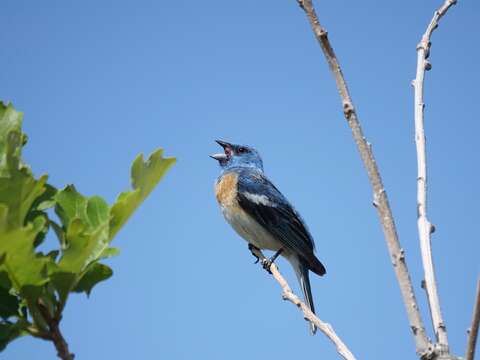 Image of Lazuli Bunting