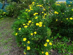 Imagem de Euryops chrysanthemoides (DC.) B. Nordenst.