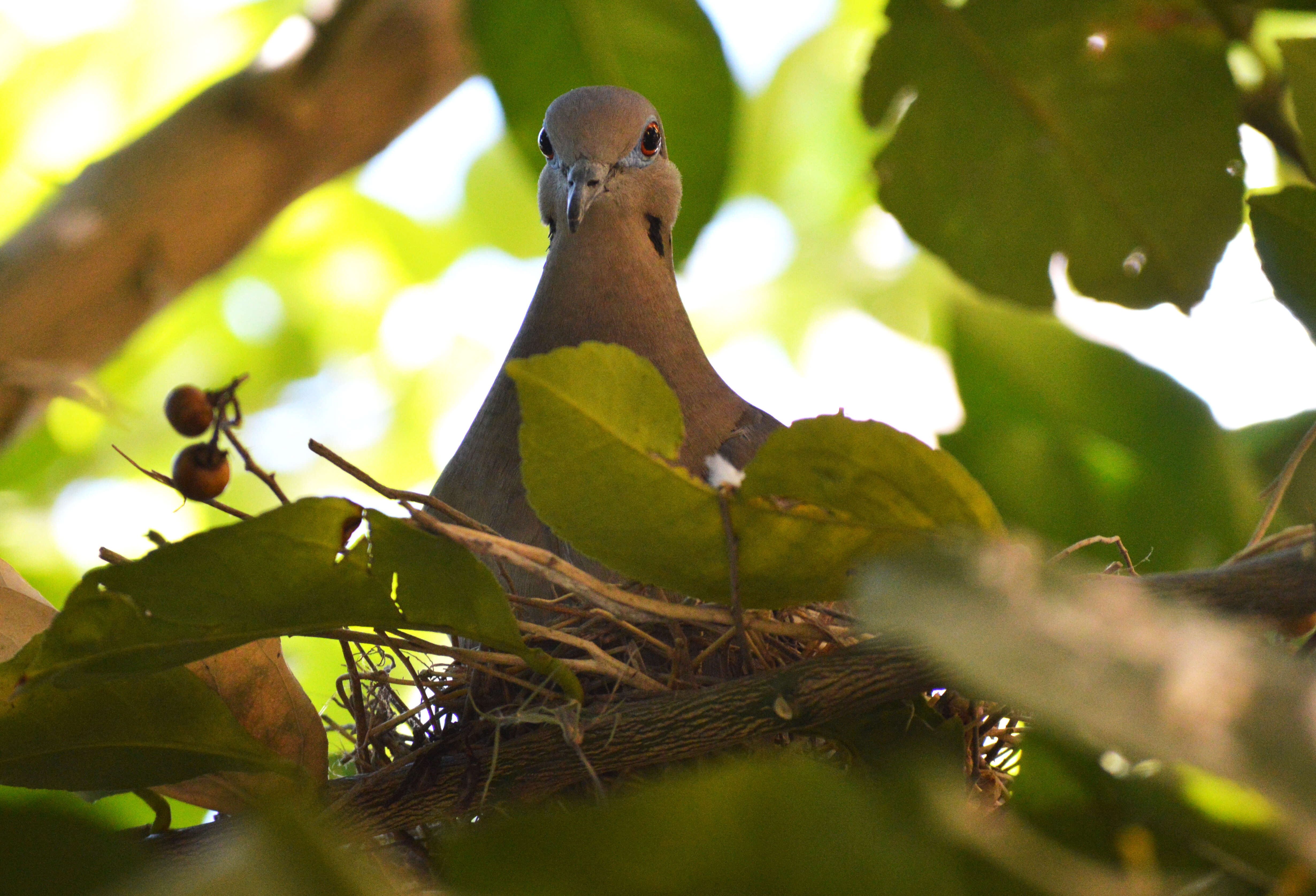 Image of White-winged Dove