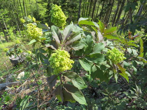 Imagem de Sambucus racemosa L.